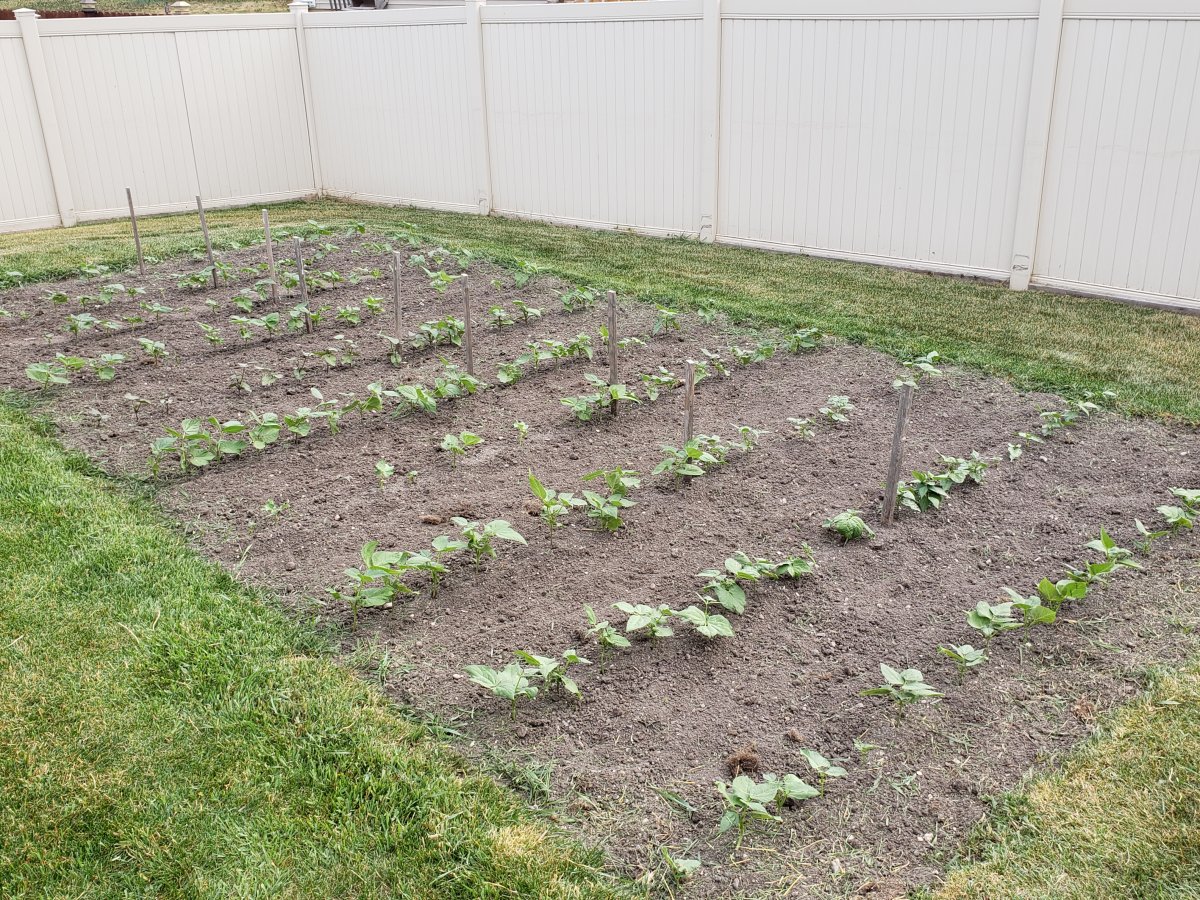 Bean Nursery #2 2021.jpg