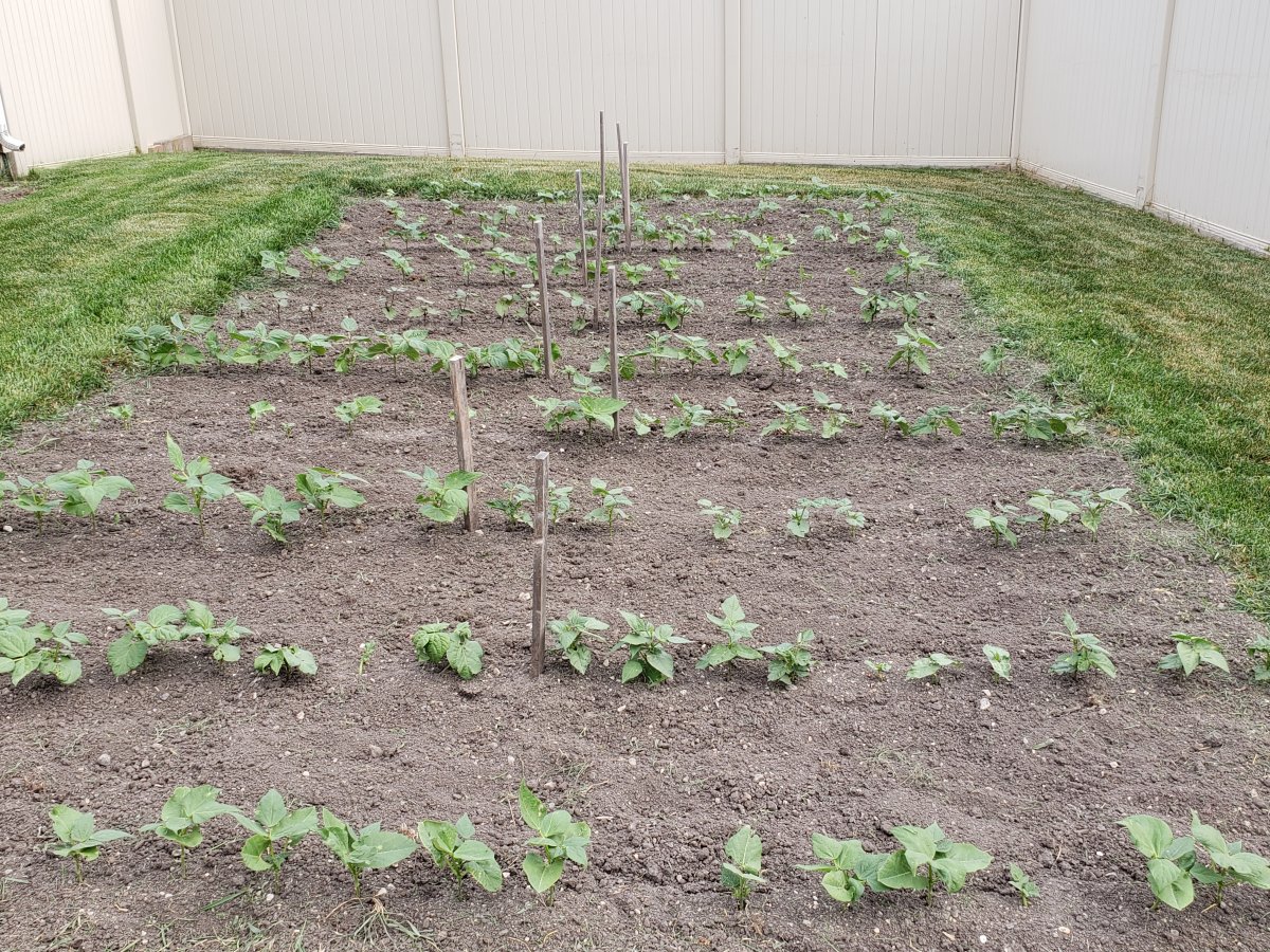 Bean Nursery #3 2021.jpg