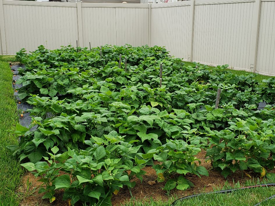Bean Nursery 7-8-21.jpg