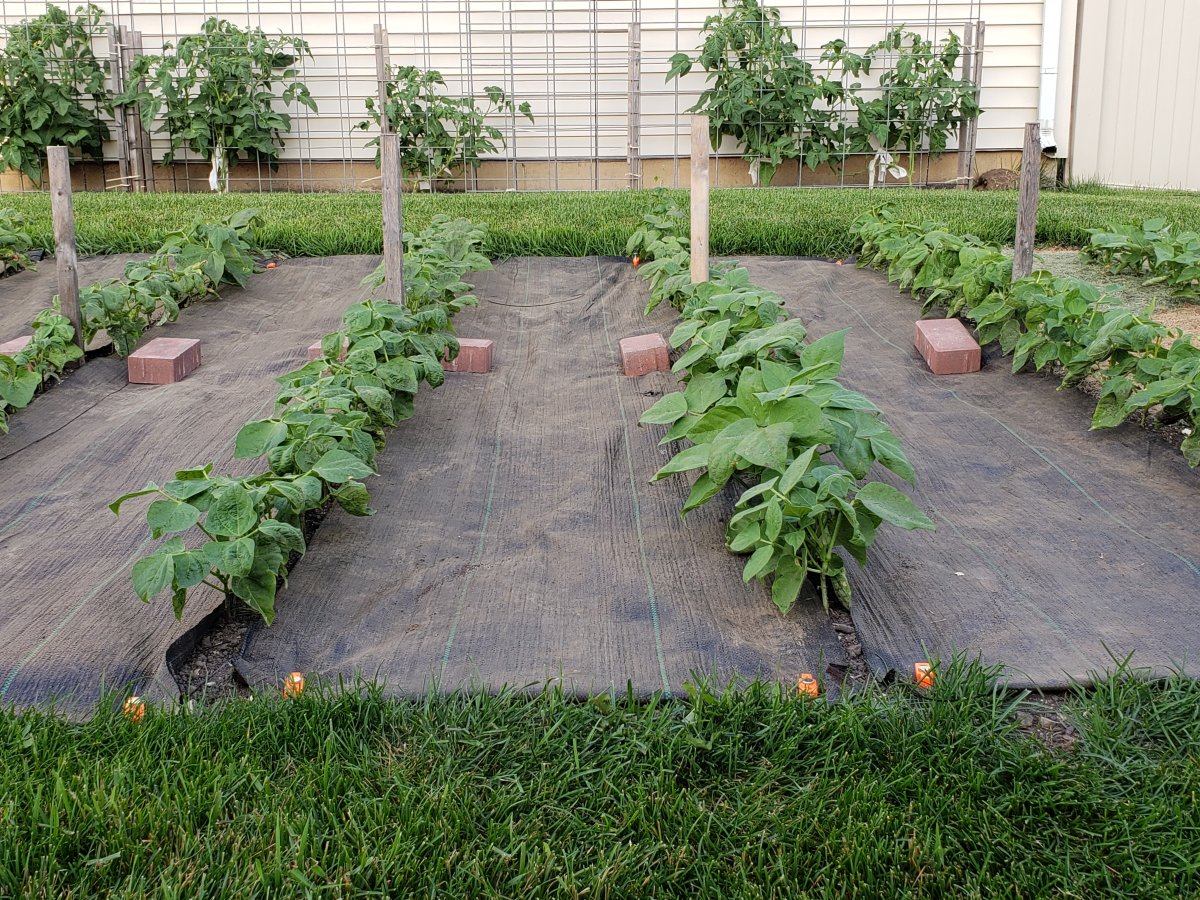 Bean Plot South Garden Fabric #1 .jpg