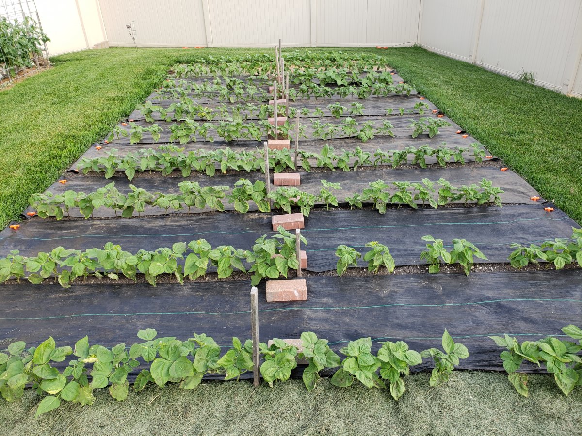 Bean Plot South Garden Fabric #2 .jpg