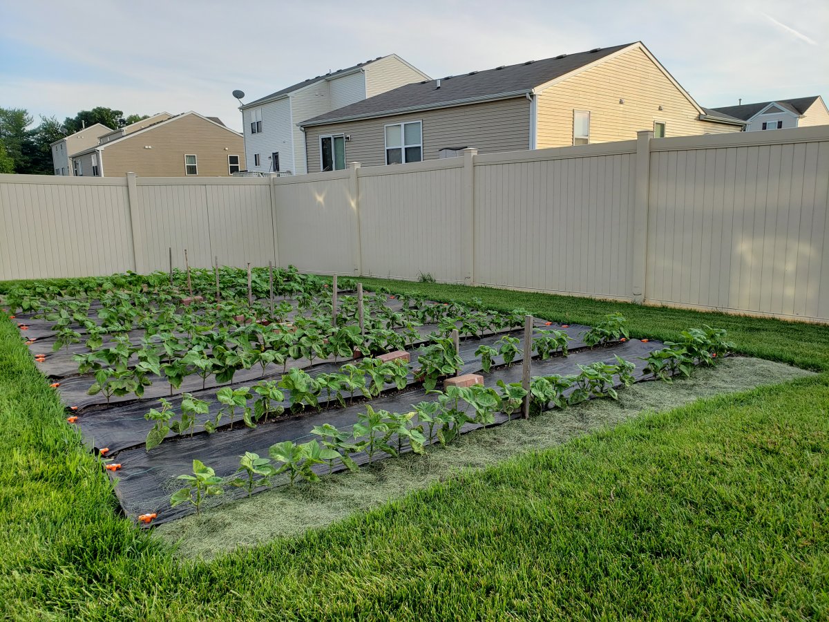Bean Plot South Garden Fabric #3.jpg