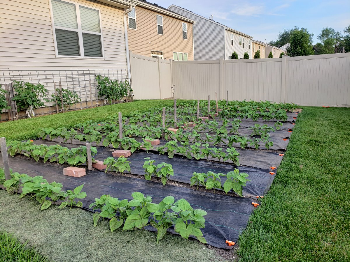 Bean Plot South Garden Fabric #4.jpg