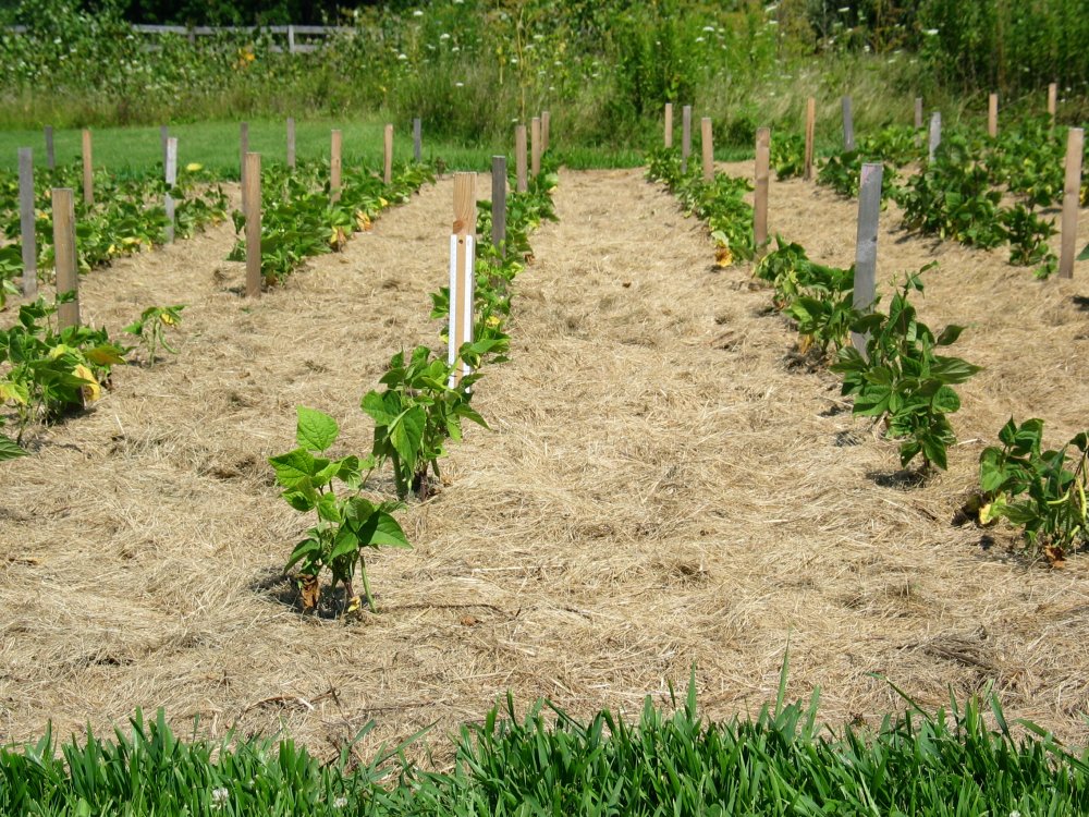 Bean Row.jpg.JPG