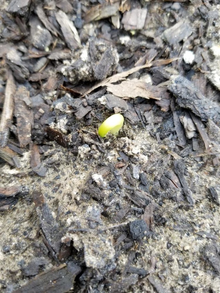 Bean Sprout.jpg