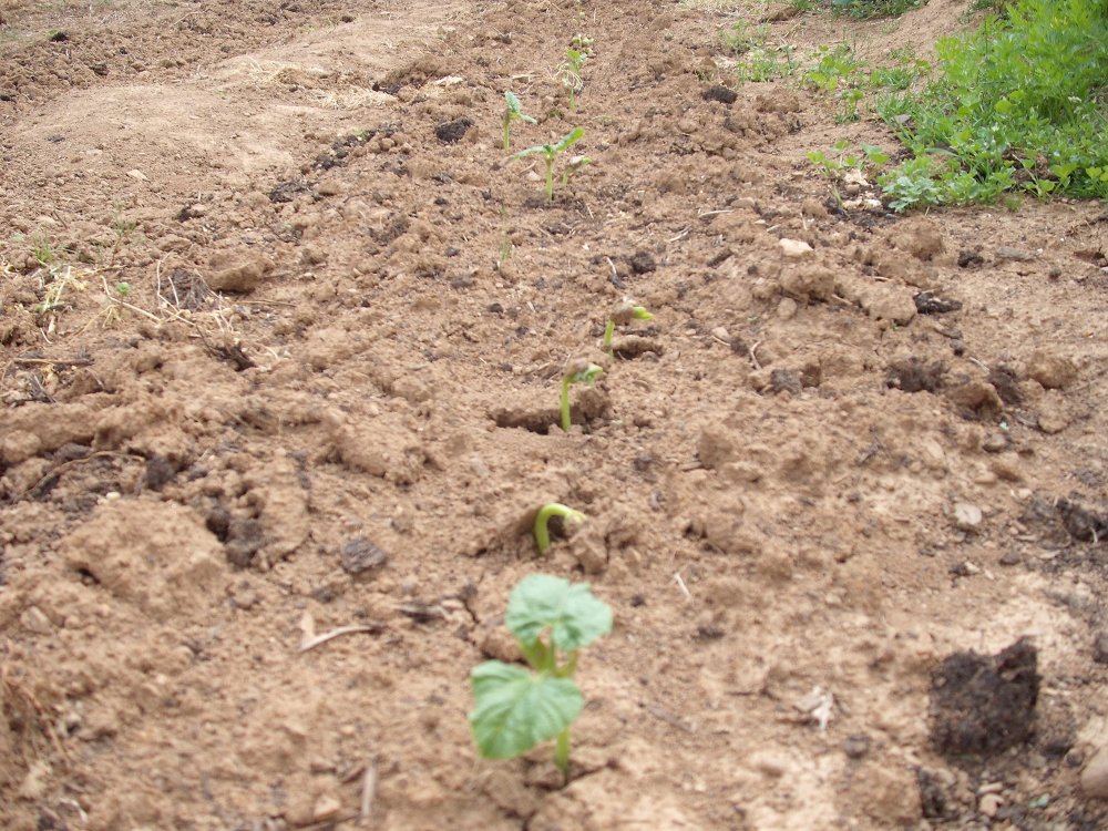 Bean Sprouts.JPG