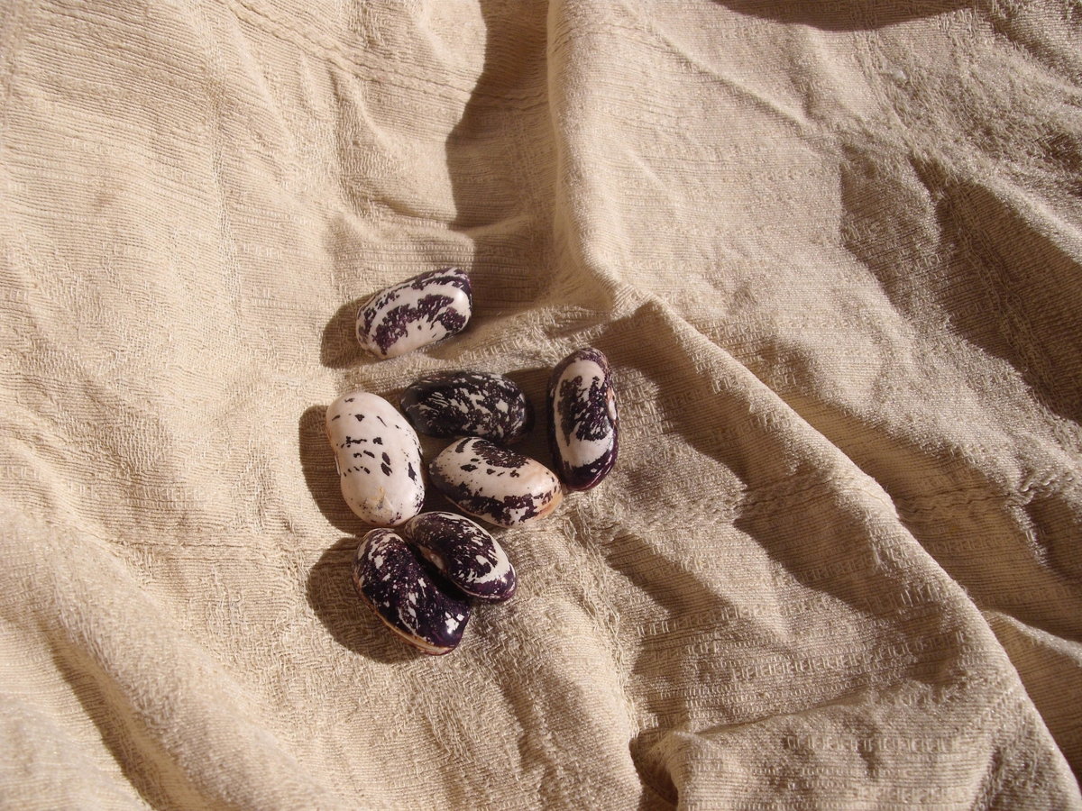 Bean Variety 1.JPG
