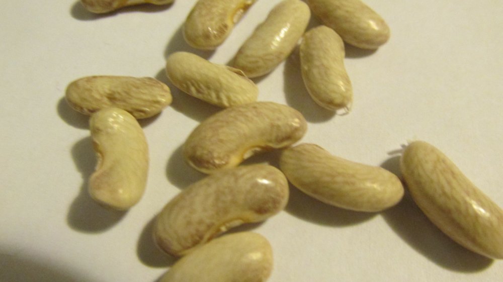 beans 021.JPG