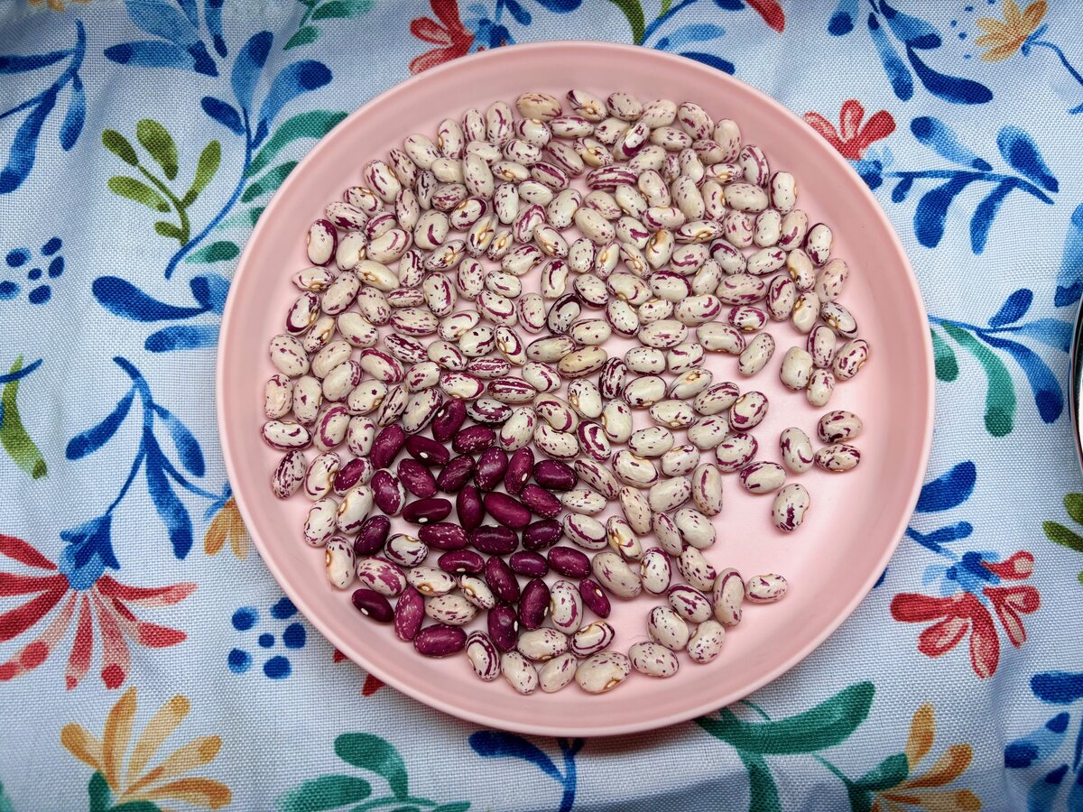 beans 2025.jpg