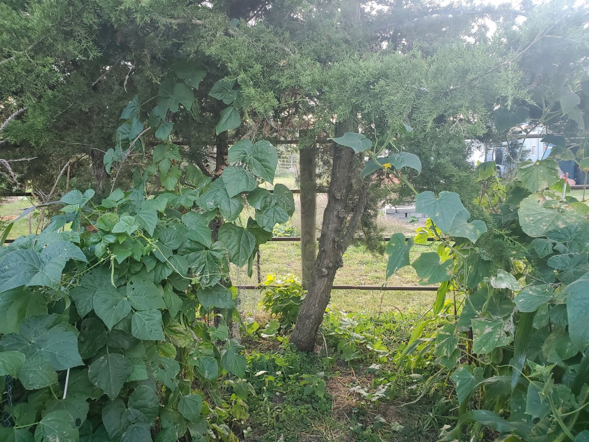 Beans & Cucumber that grew into the trees, 10-07-22.jpg