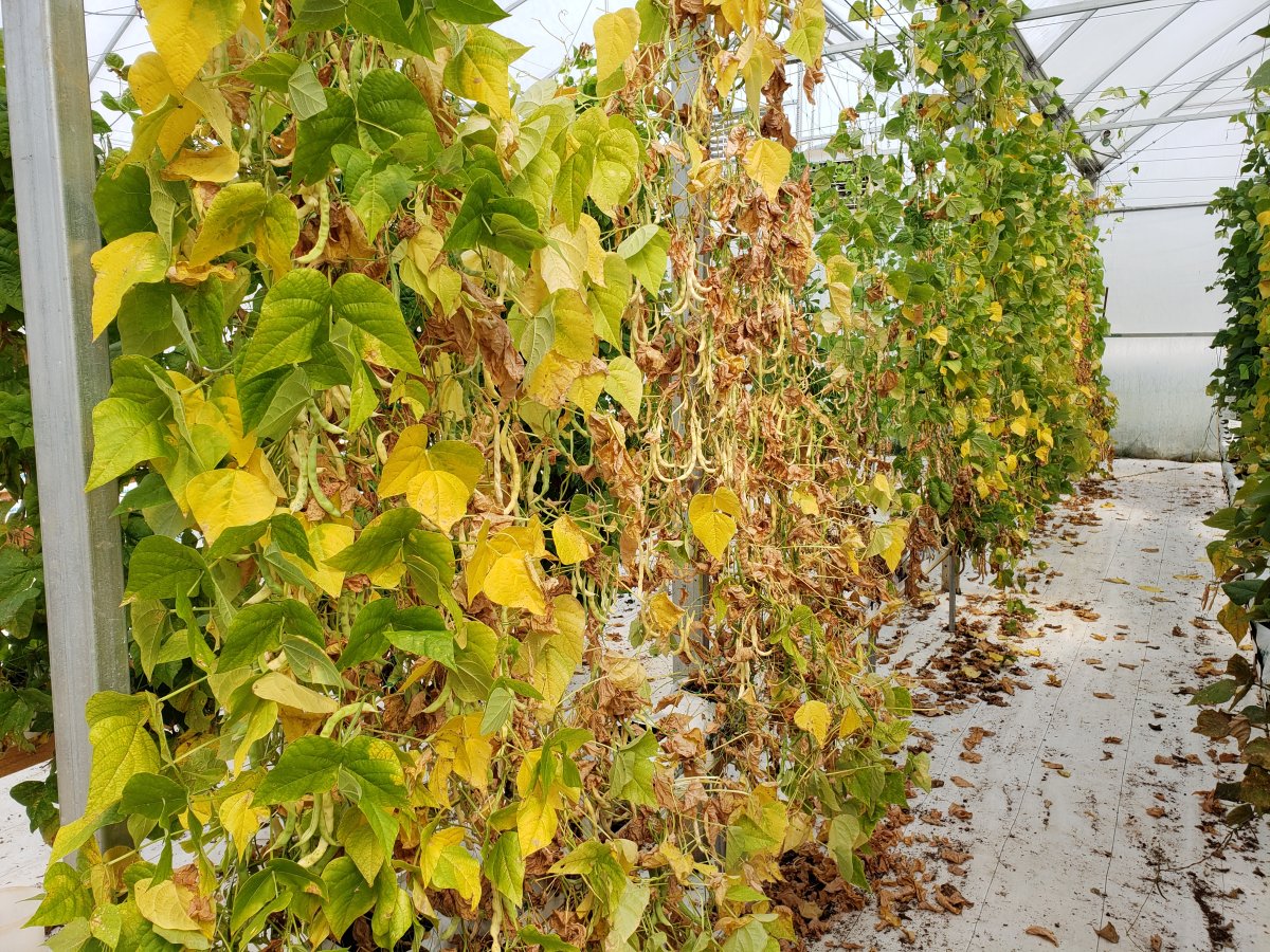 Beans Drying In Greenhouse.jpg