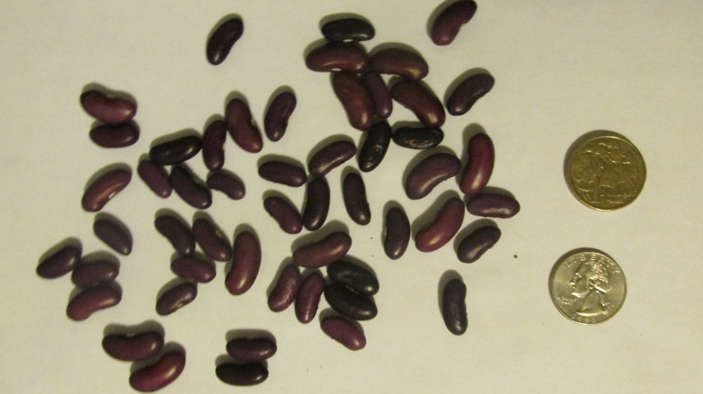 beans etc 024.JPG