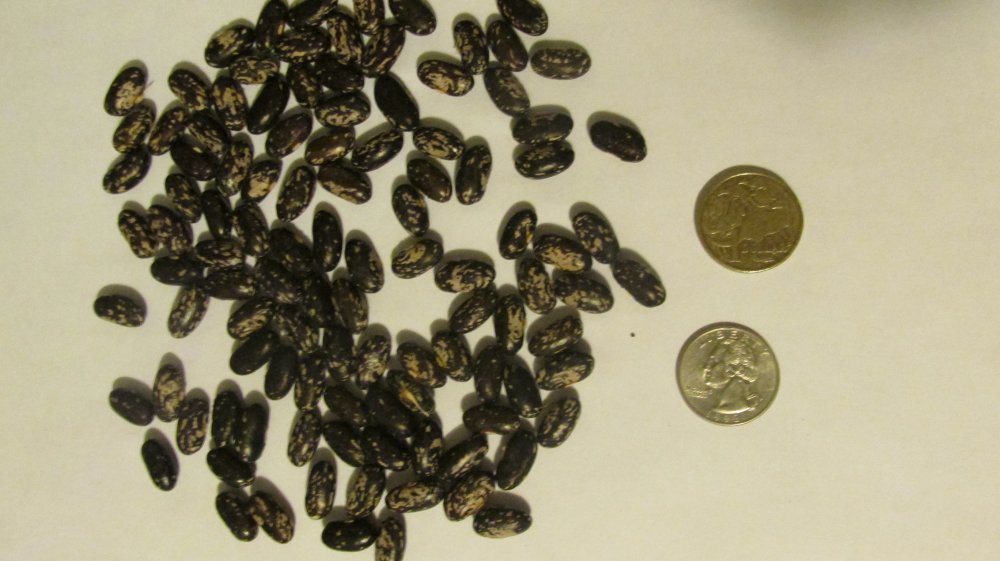 beans etc 025.JPG