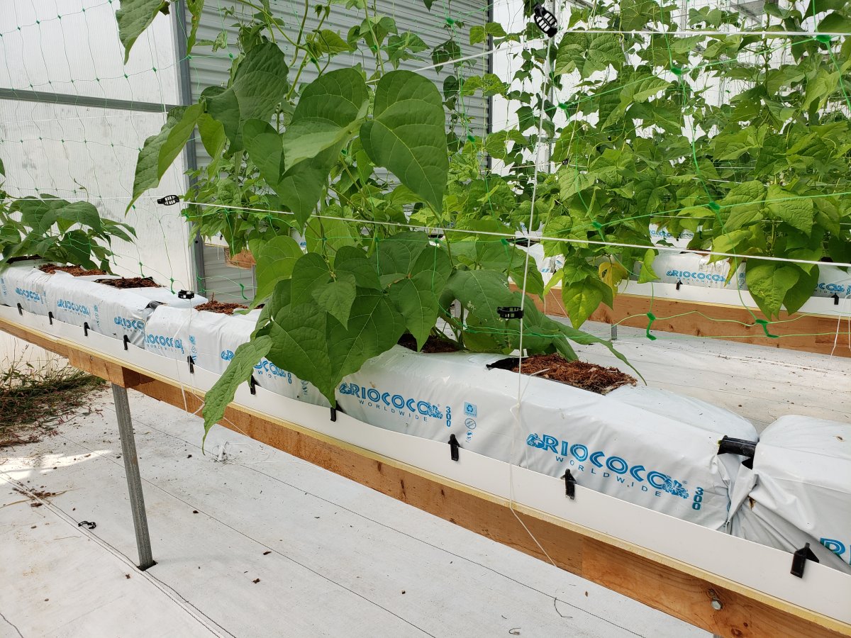 Beans Growing In Potting Mix.jpg