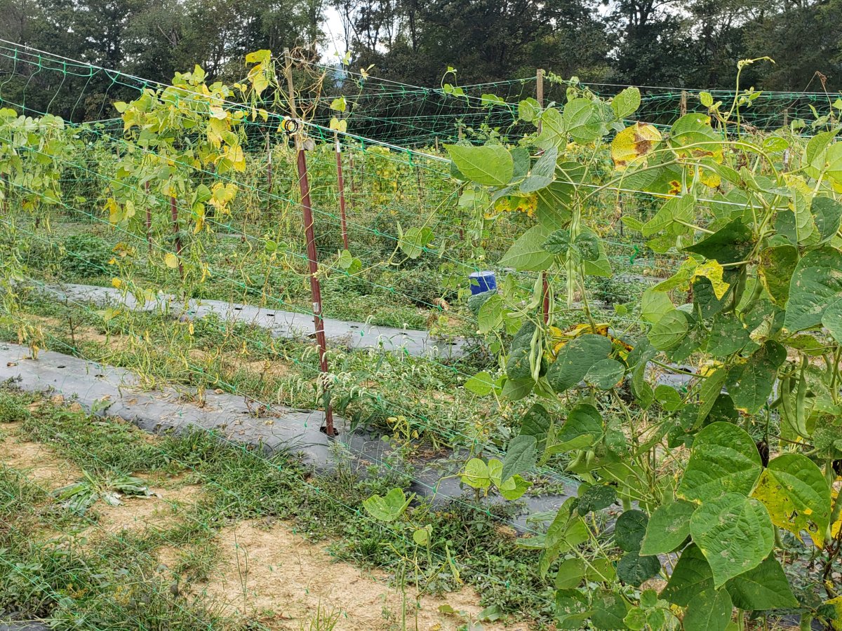 Beans Growing On Netting. .jpg