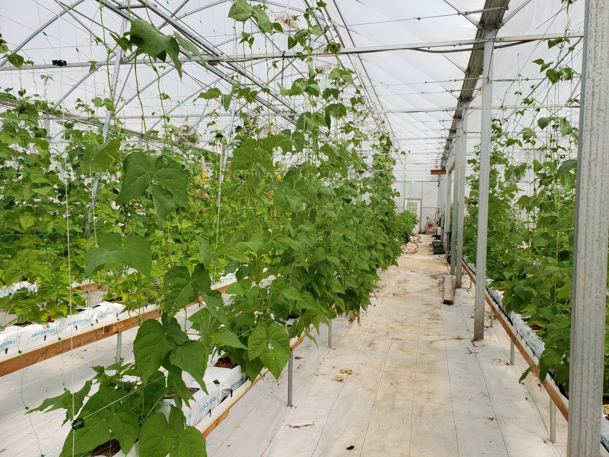 Beans In the Greenhouse #1.jpg