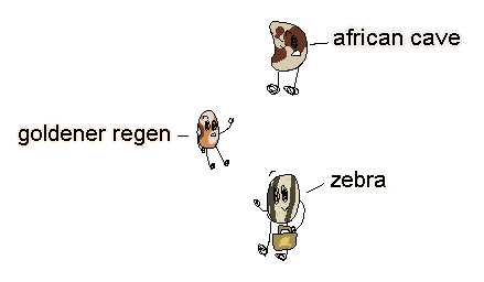 beans.png