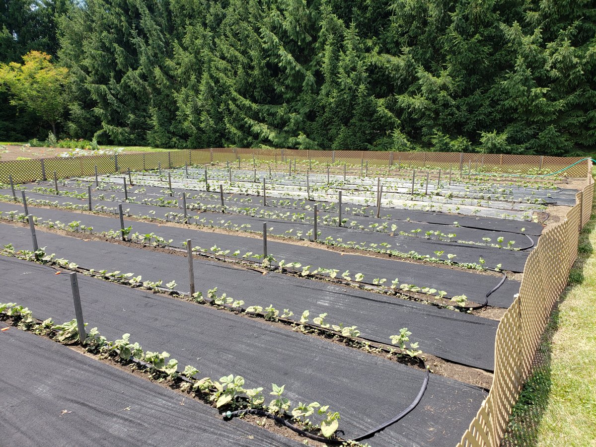 Beans Soaker Hoses Pheasant Lane 7-5-20 #1 .jpg