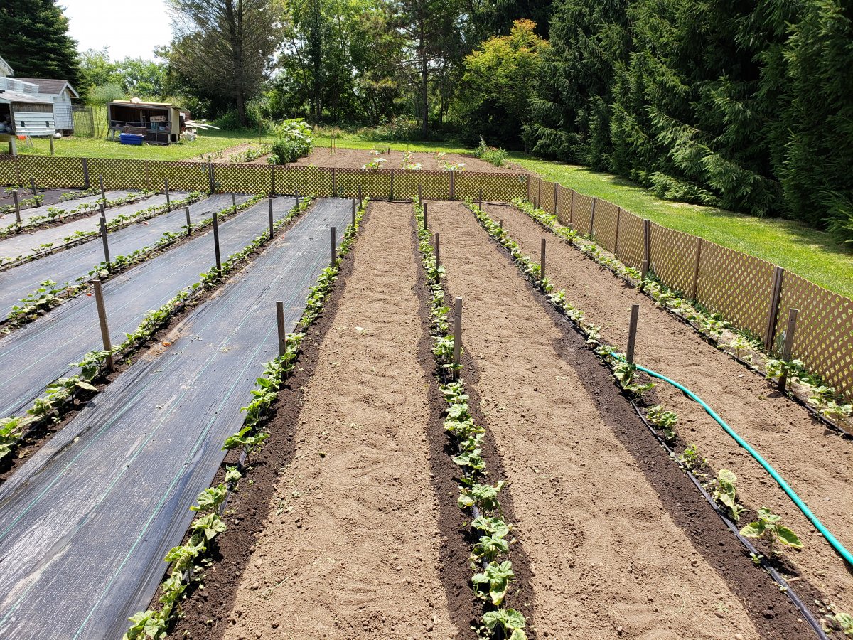 Beans Soaker Hoses Pheasant Lane 7-5-20 #2 .jpg