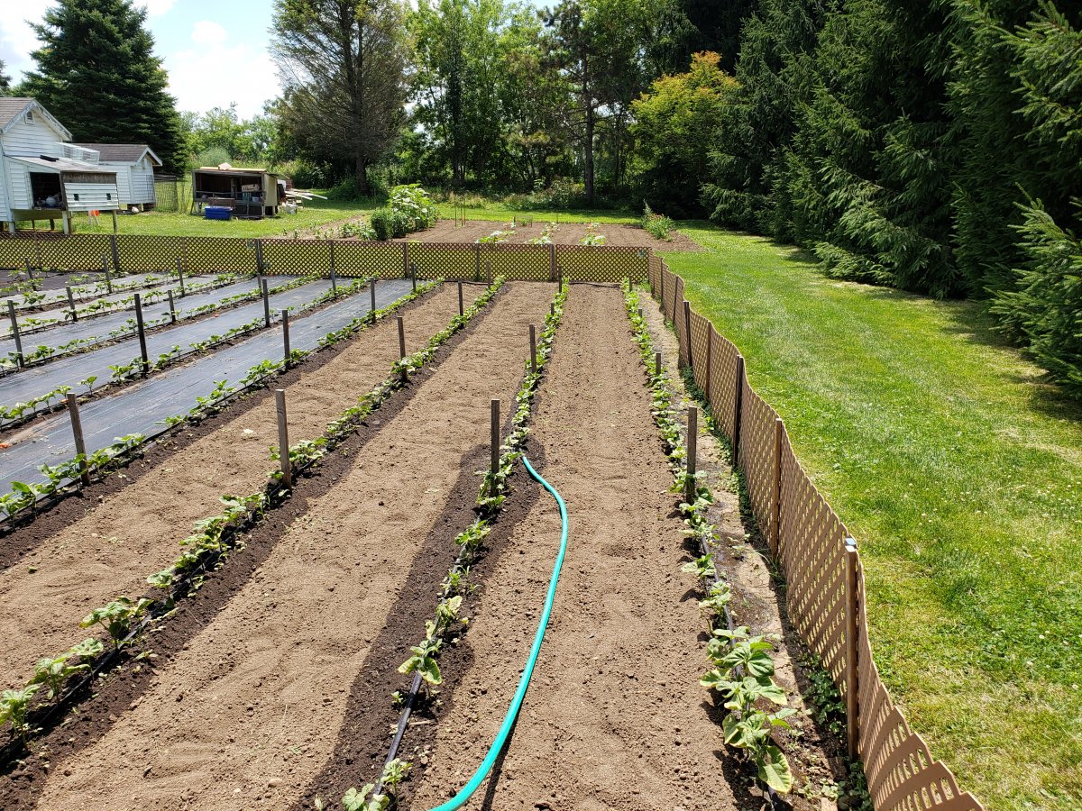 Beans Soaker Hoses Pheasant Lane 7-5-20 #3 .jpg