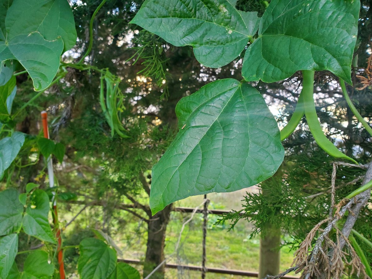 Beans that grew into the tree #2, 10-07-22.jpg