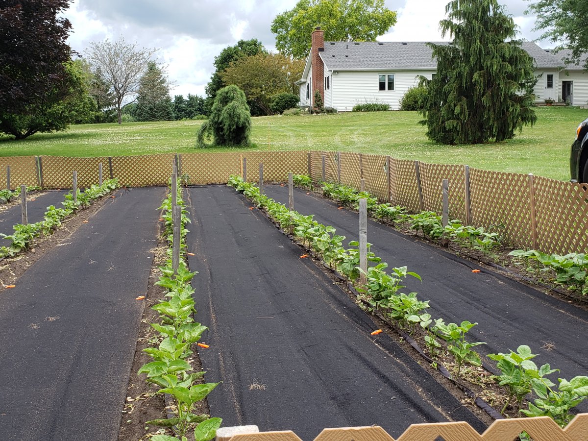 Beans Weeded Out 7-9-20 #1.jpg