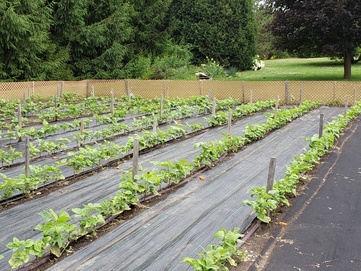 Beans Weeded Out 7-9-20 #2.jpg