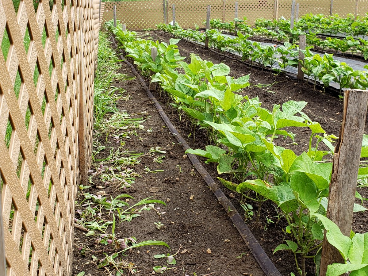 Beans Weeded Out 7-9-20 #3.jpg