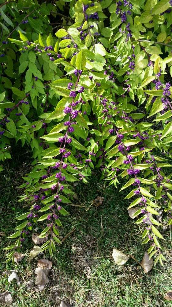 beauty berry1.jpg