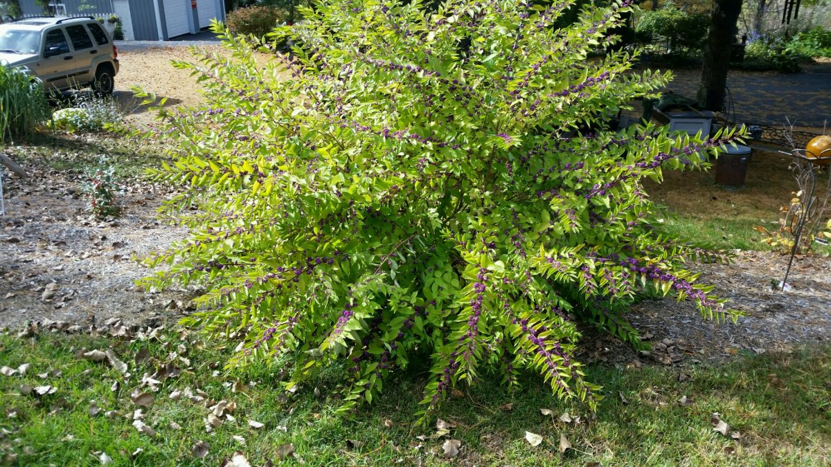 beautyberry1.jpg