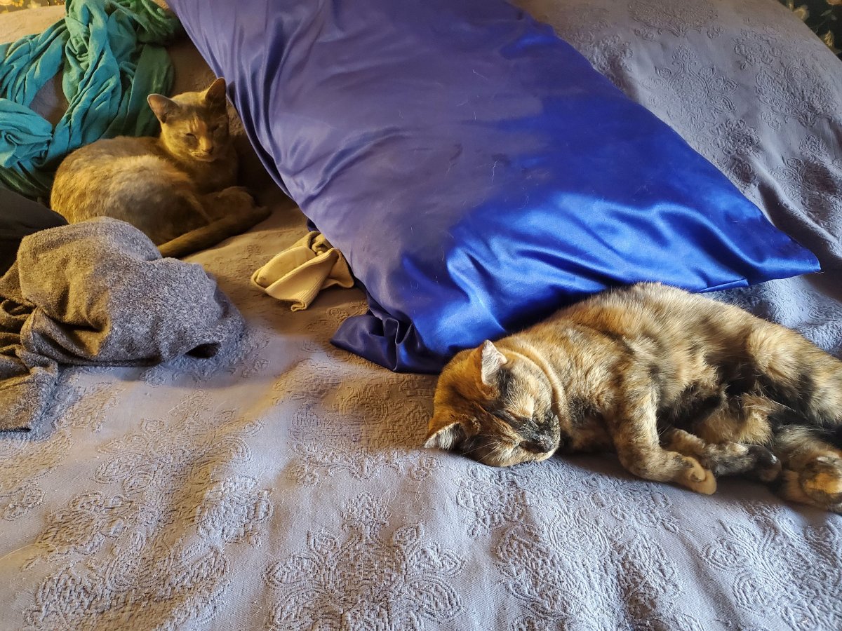 Bedcat and Lynx, 10-13-22.jpg
