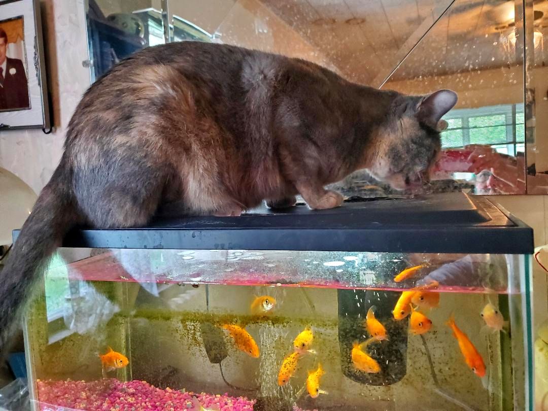 Bedcat drinking from the fish fountain, 05-13-23.jpg