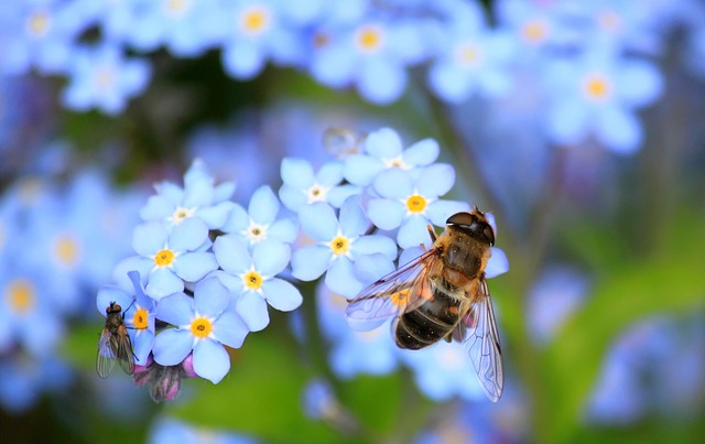 How to Attract Pollinators and Improve Your Harvest