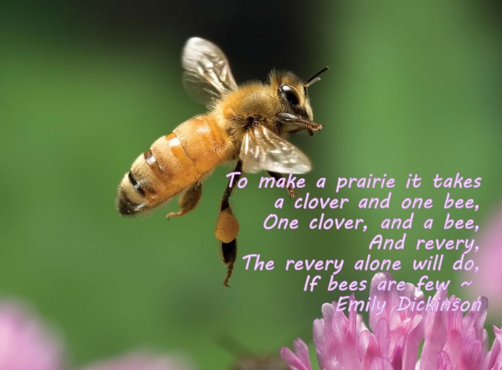 bee.jpg