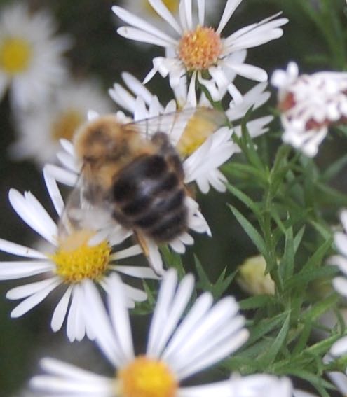 bee.jpg