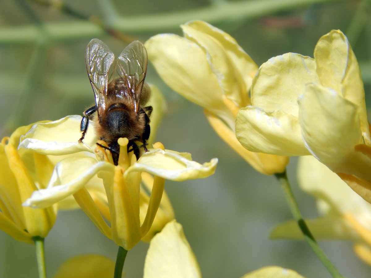 bee_1.jpg