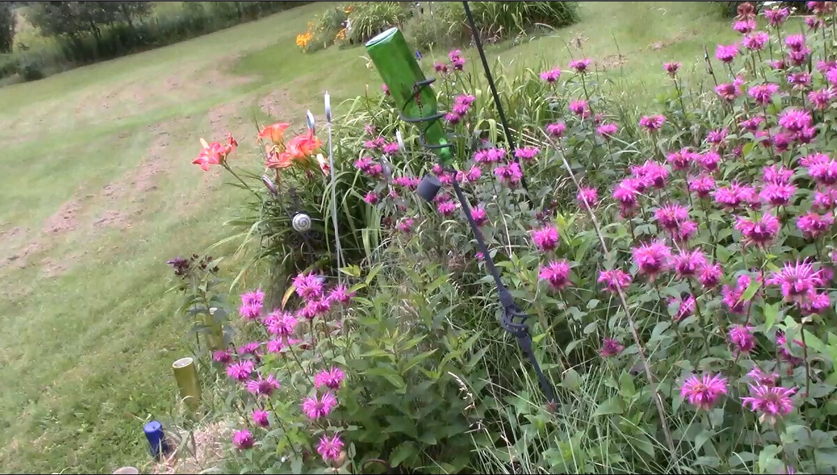 BeeBalm.jpg