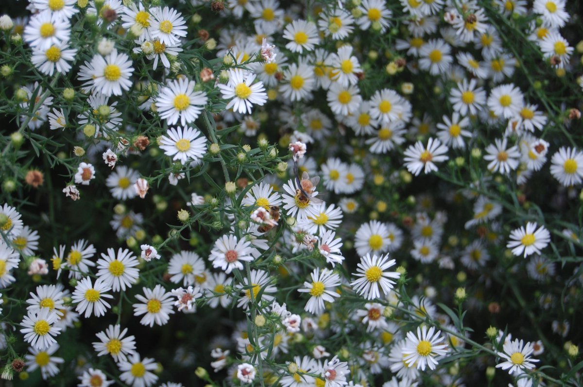 bees and small daisseys.jpg