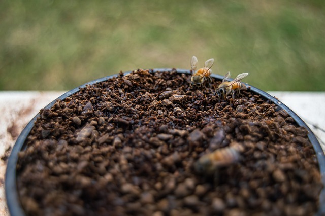 Using Coffee Grounds For Your Indoor Plants