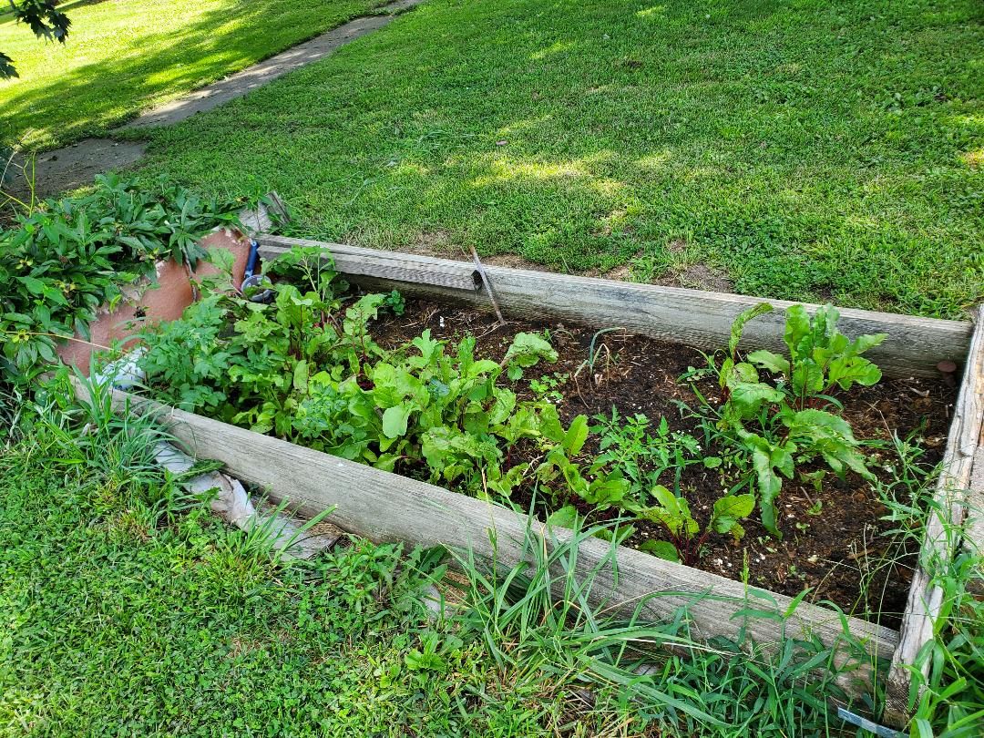 Beet bed, 08-04-2020.jpg