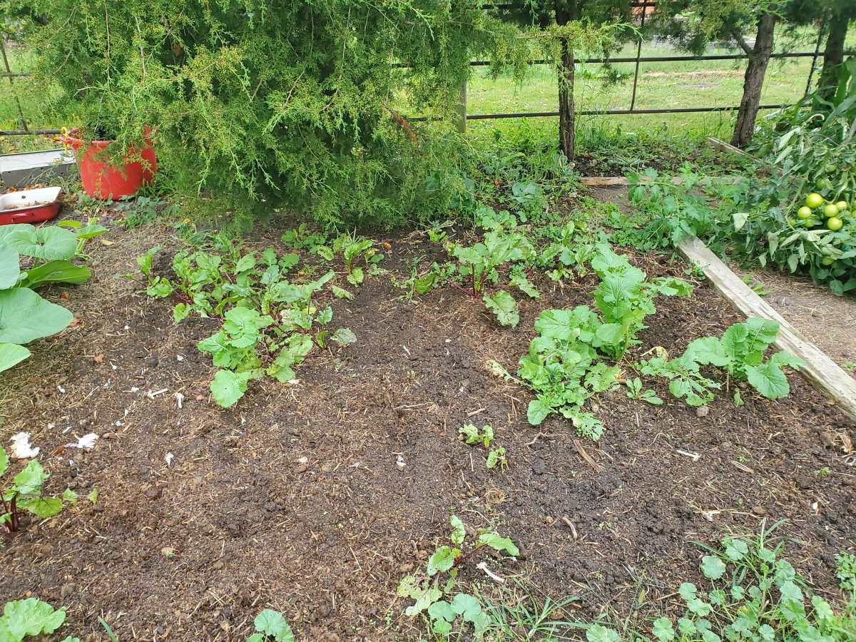 Beet patch, now beet & garlic patch,  09-18-22.jpg