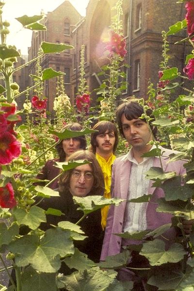 Beetles in my garden.jpg
