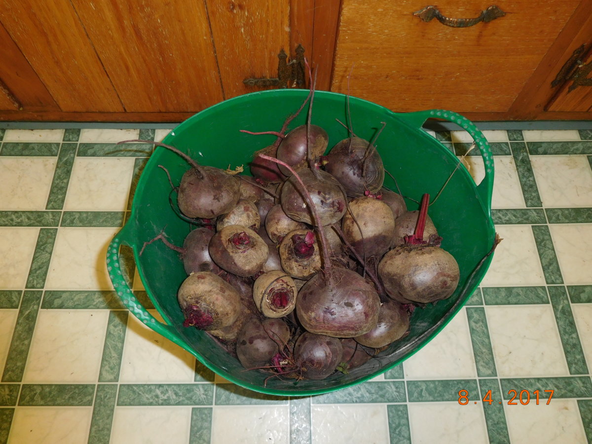 Beets, 20 lb harvest, 08-04-17.JPG