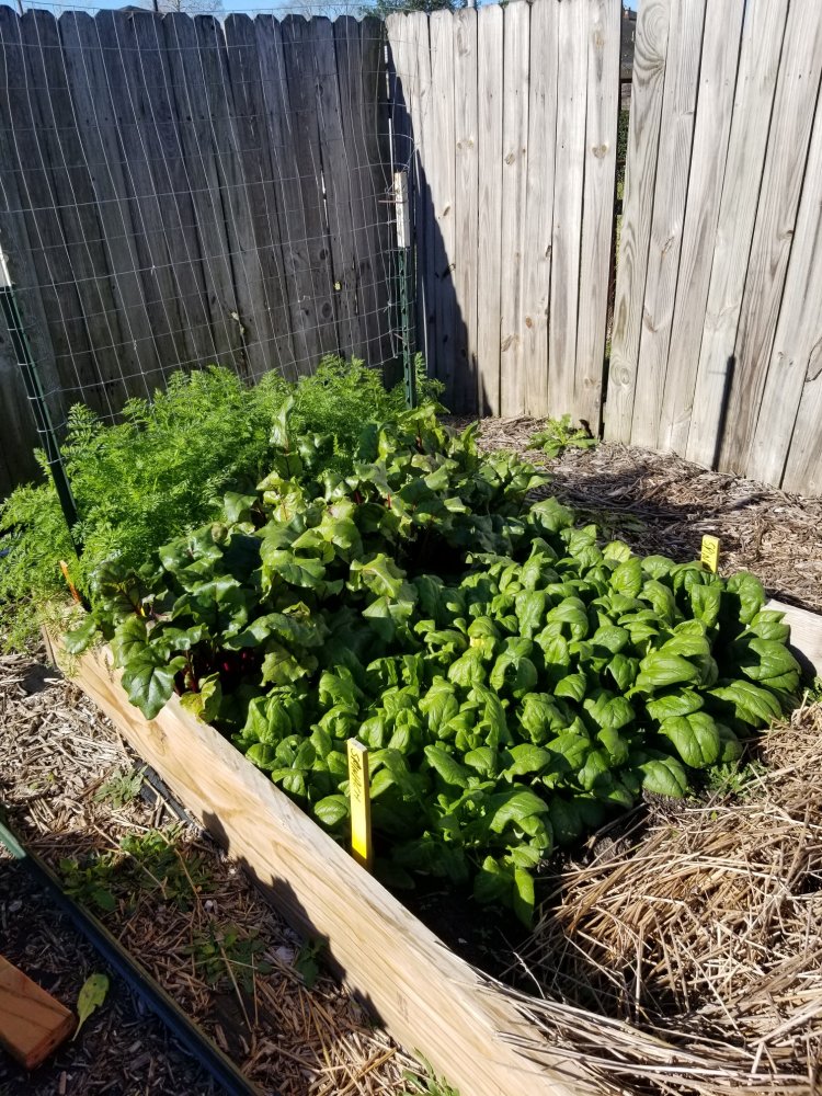 Beets.jpg
