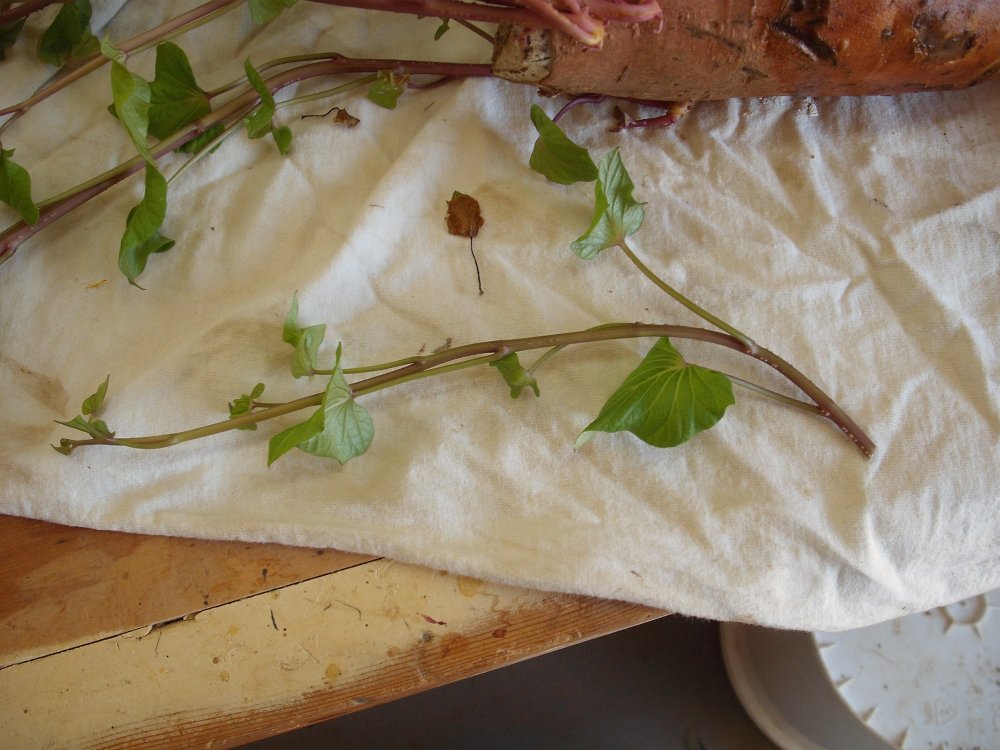 Before trim.JPG
