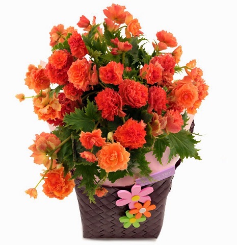 Begonia elatior 'Renaissance Mercury'.jpg
