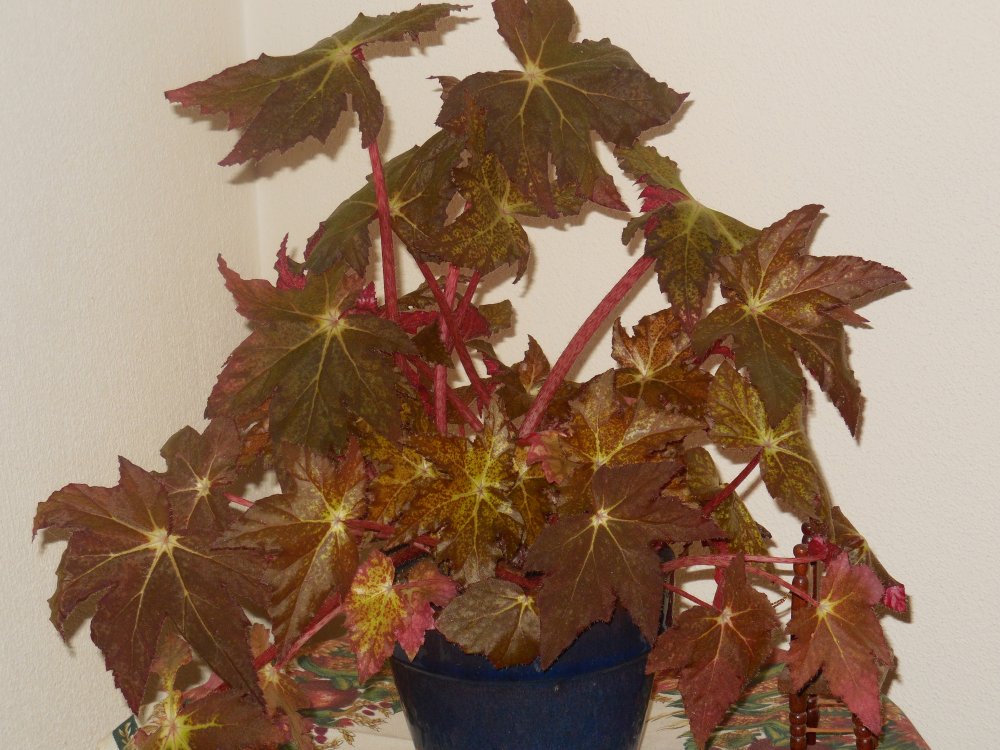 Begonia1.JPG