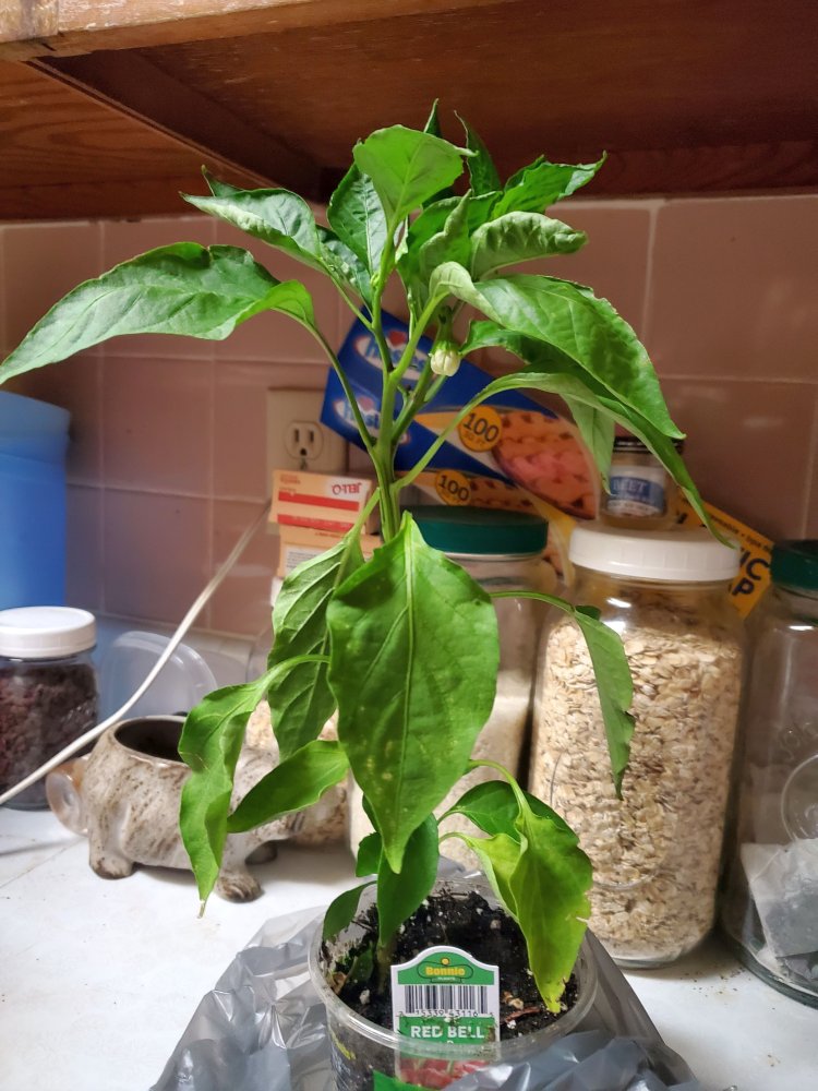 Bell pepper bought on 07-18-22.jpg