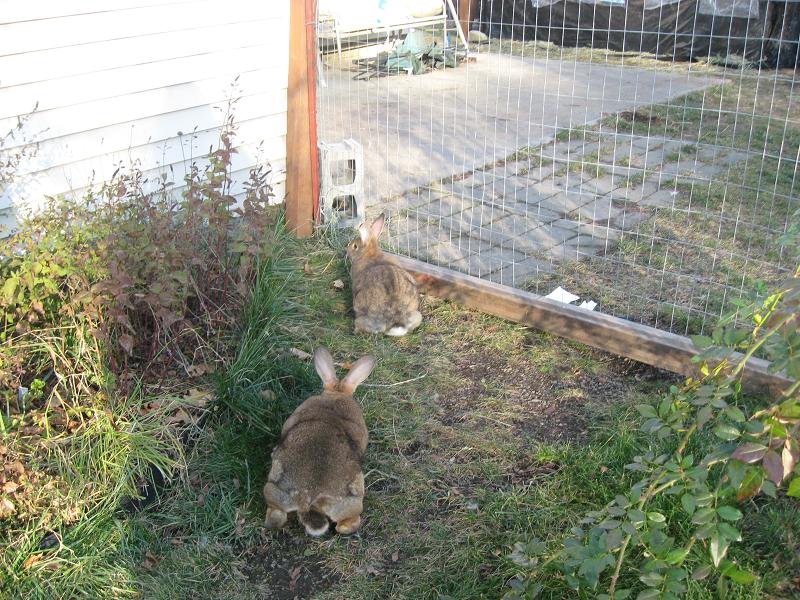 Bella and Lulu.jpg