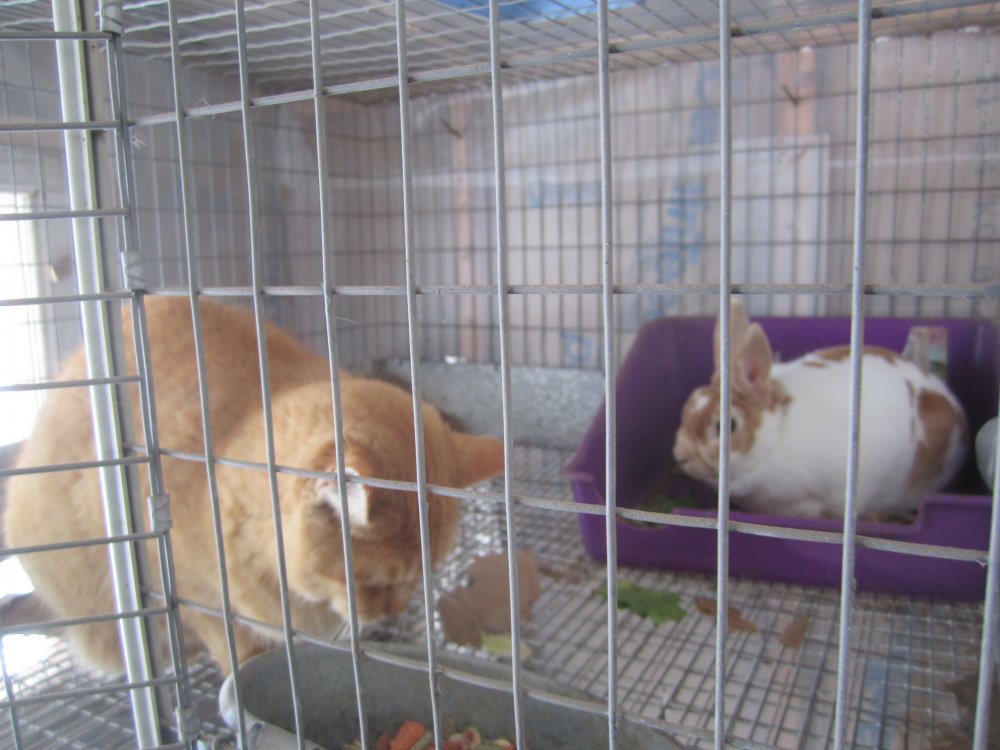 Belle and Rusty.JPG